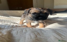 Border Terrier dogs for sale: Border Terrier Puppies - Ready now 🐾  - Image 13