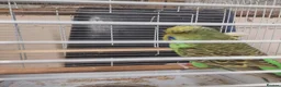Budgerigars birds for sale: Pair of beautiful budgies for sale  in Nottingham - Advert 1