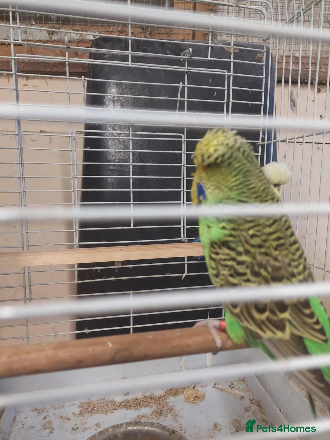 Budgerigars birds for sale: Pair of beautiful budgies for sale  in Nottingham - Advert 1