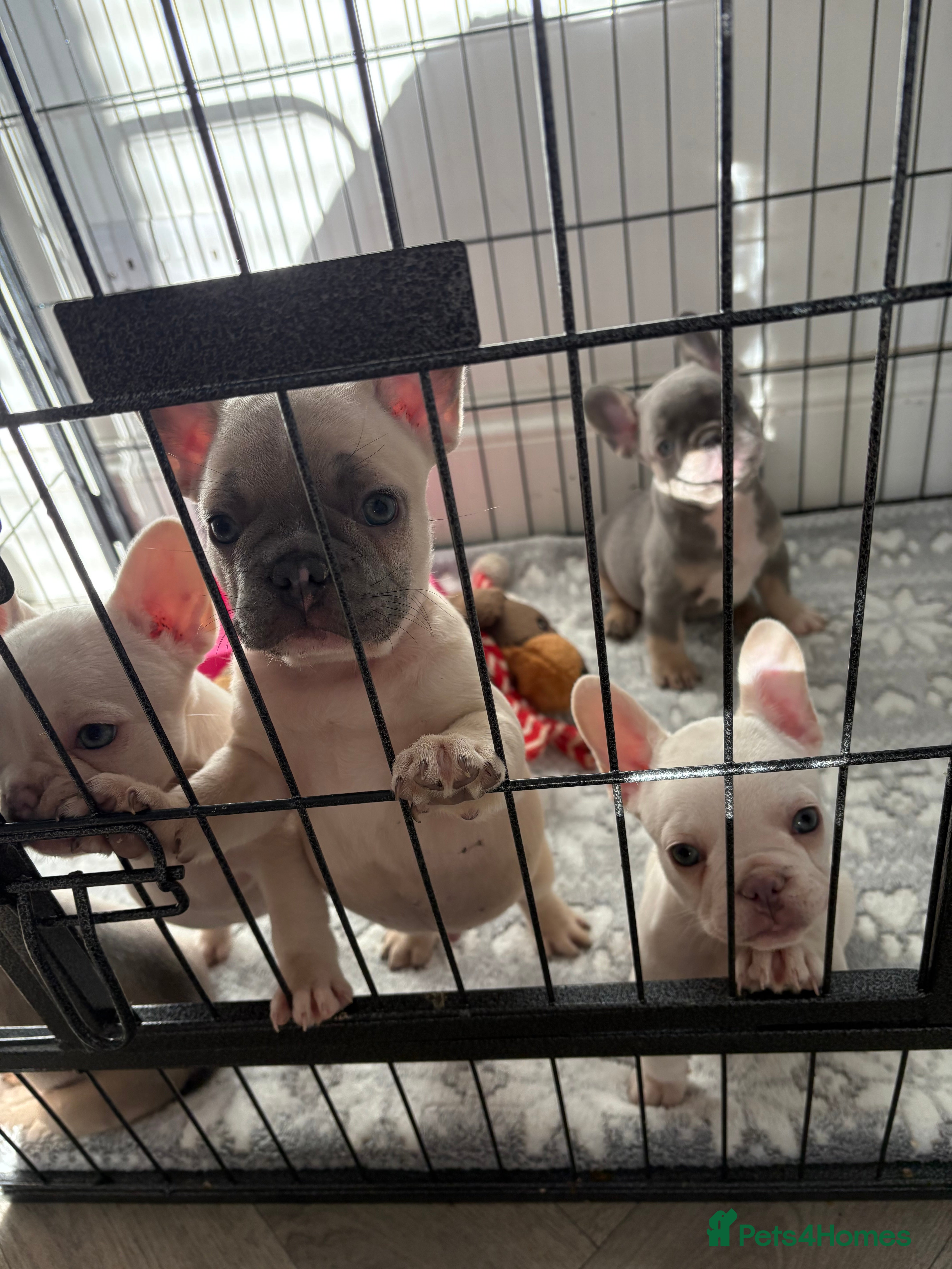 French Bulldog dogs French Bulldog pups! - Advert 12