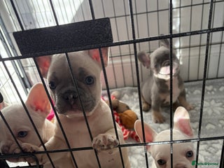 French Bulldog dogs French Bulldog pups! - Advert 17