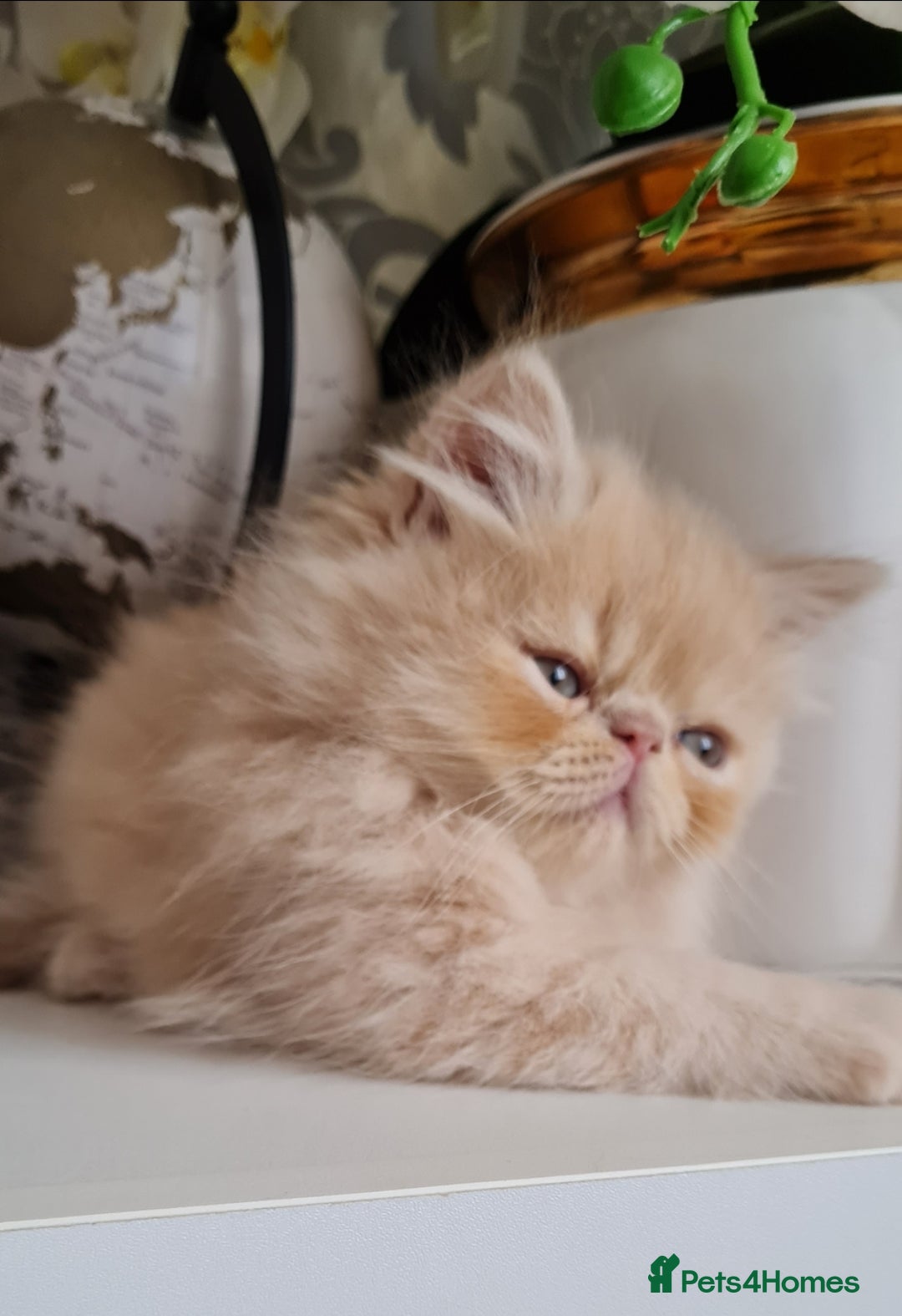 Persian cats for stud: Persian stud service  - Image 17