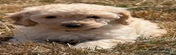 Cockapoo dogs for sale: Stunning F1B Cockapoo puppies  - Advert 23