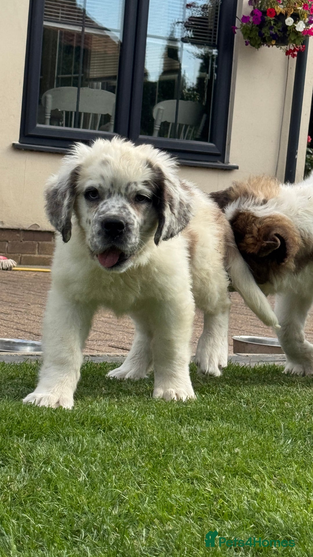 Saint Bernard dogs for sale: Last beautiful female St Bernard puppy for sale.  - Image 3