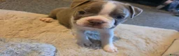 Boston Terrier dogs for sale: 🌸 Blossom's Beautiful Bostons 🌸  - Advert 17