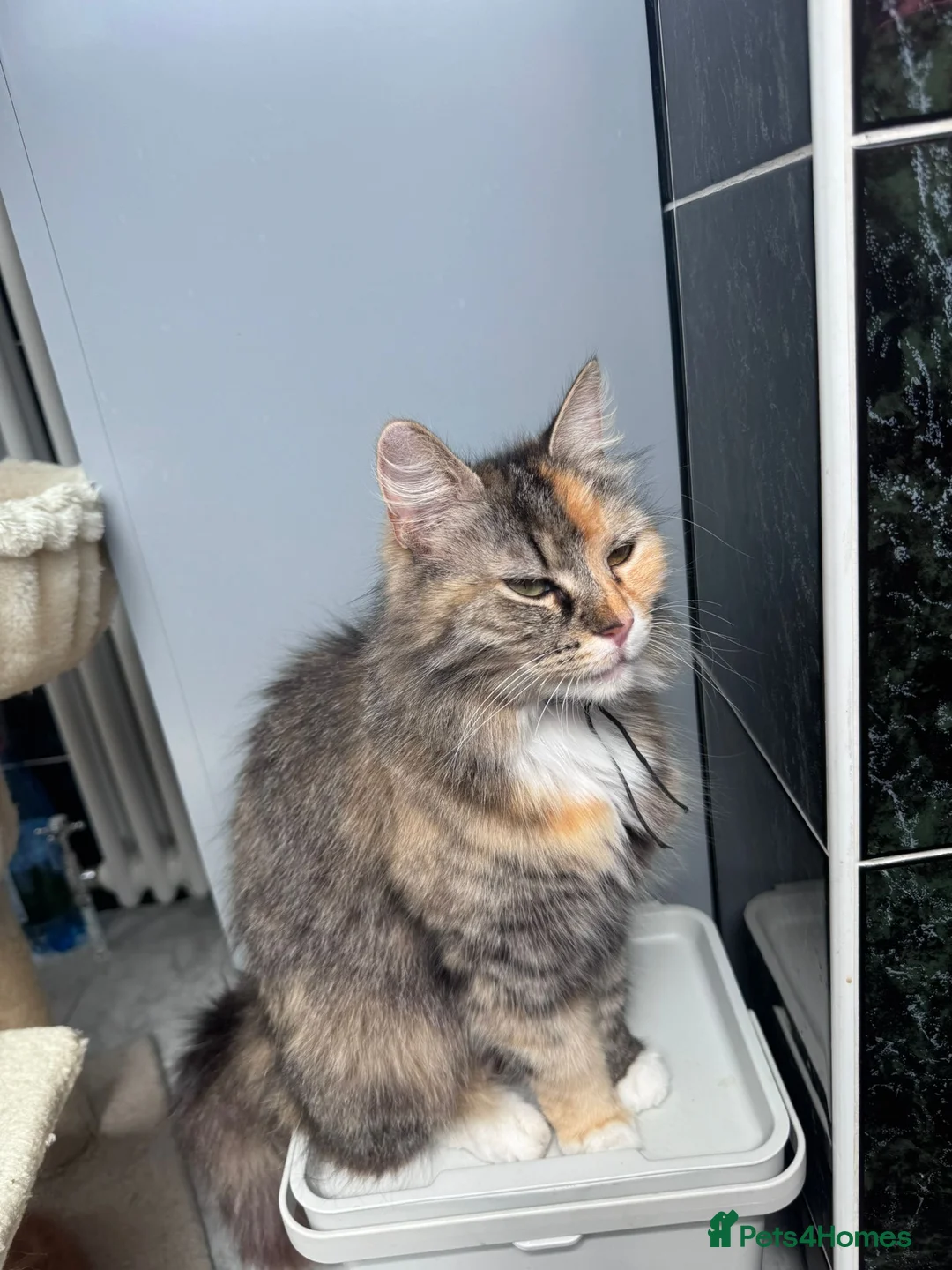 Mixed Breed cats for sale: Kitten  in Dagenham - Advert 10