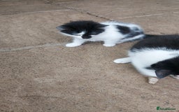 British Longhair cats for sale: ❤️Urgent 2 lovely sweet kitten left - Image 10