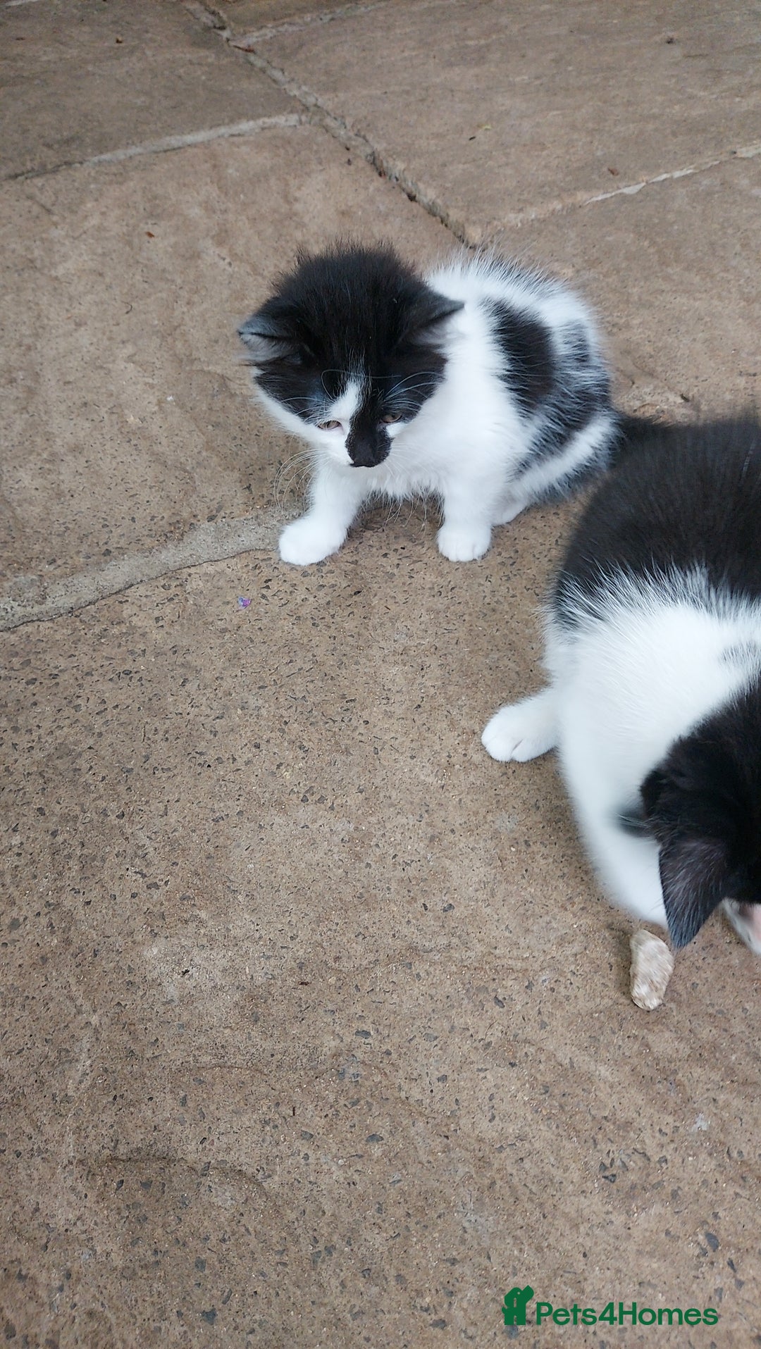 British Longhair cats for sale: ❤️Urgent 2 lovely sweet kitten left - Image 10