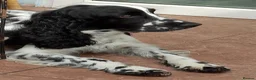 English Springer Spaniel dogs for sale: Show Bred English Springers  - Advert 5