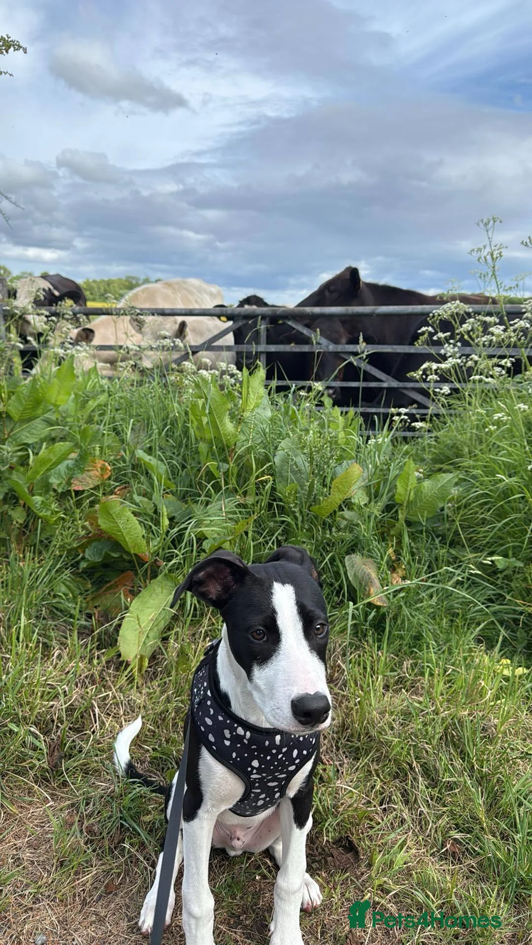 Mixed Breed dogs for sale: Staffy x greyhound Cross Male 13 months  in Alloa - Advert 1