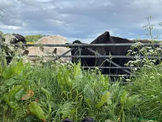 Mixed Breed dogs Staffy x greyhound Cross Male 13 months in Alloa - Advert 6