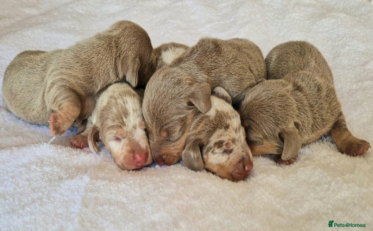 Miniature Dachshund dogs - Advert 1
