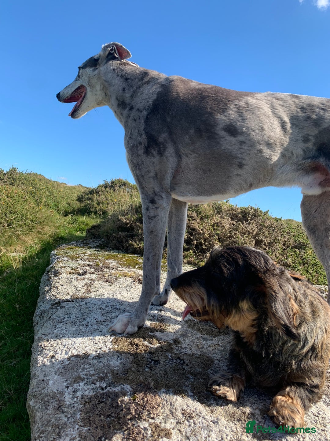 Dachshund dogs for sale: Standard wirehaired dachshund  - Advert 4