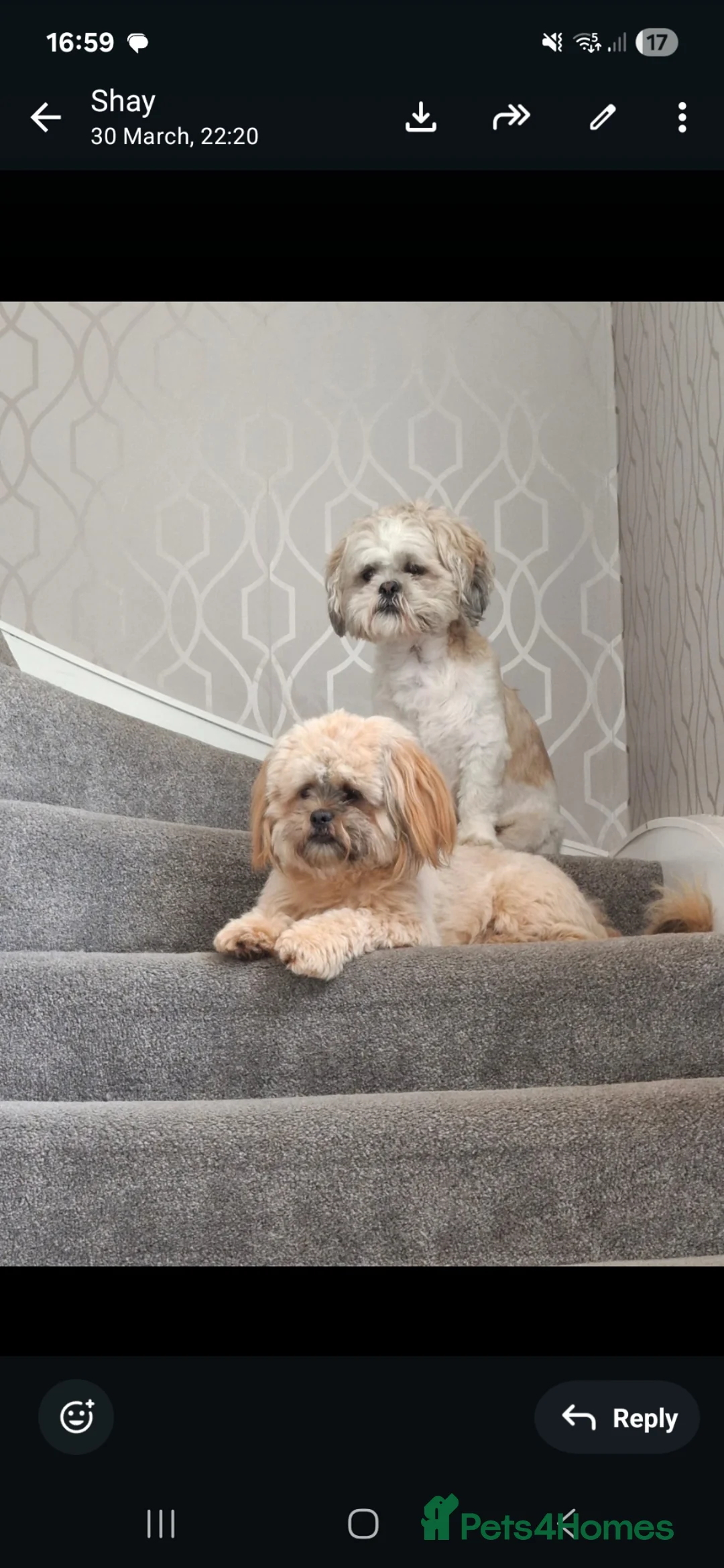 Shih Tzu dogs for sale: Beautiful Shih Tzu Girls in Bathgate - Advert 6