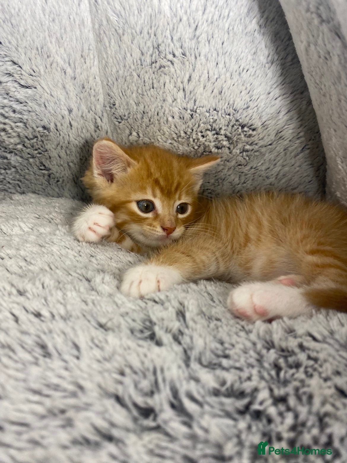 Mixed Breed cats Adorable Male Ginger And White Kitten Ready To Go - Advert 14