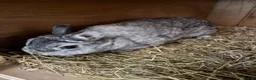 Netherland Dwarf rabbits for sale: Netherland dwarf chinchilla doe  - Advert 3
