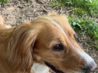 Cocker Spaniel dogs - Advert 34