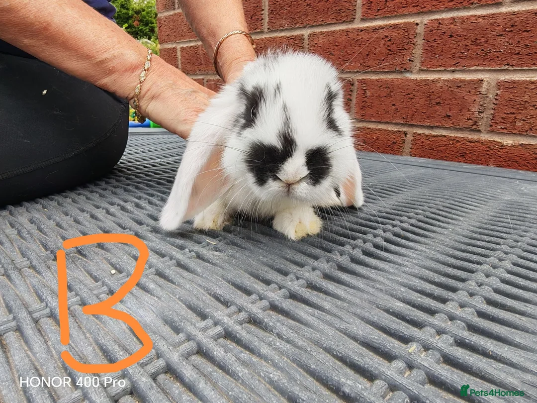 Mini Lop rabbits for sale: Pure Bred Mini Lop - Advert 2