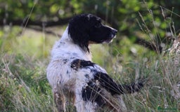 English Springer Spaniel dogs for stud: ⭐️🏆Handsome Health Tested B&W Stud⭐️🏆 in Malmesbury - Image 7