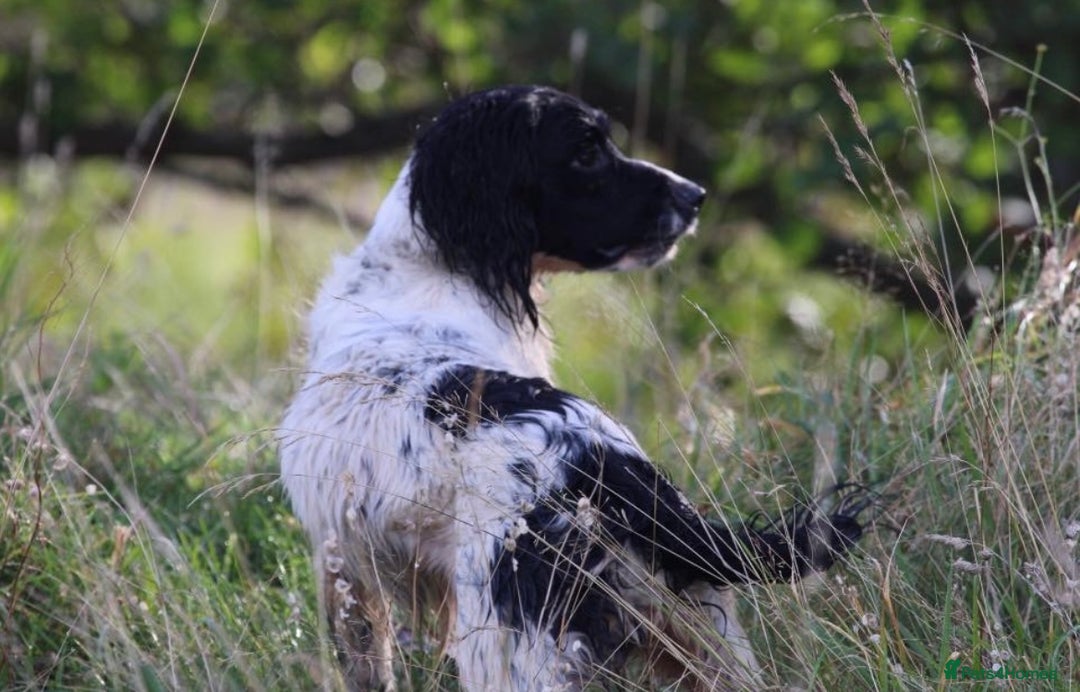 English Springer Spaniel dogs for stud: ⭐️🏆Handsome Health Tested B&W Stud⭐️🏆 in Malmesbury - Image 7