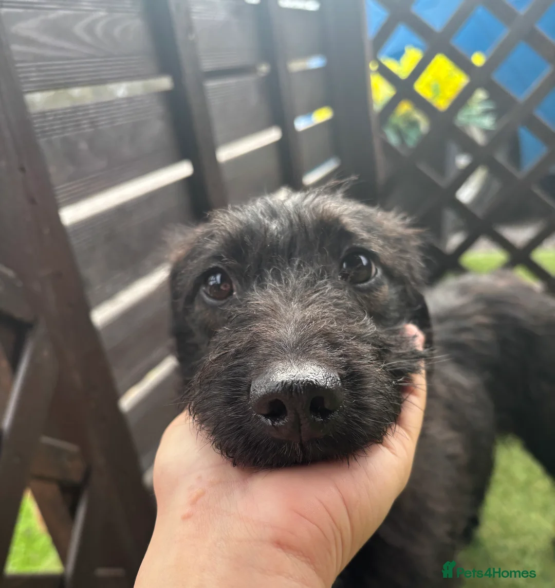 Jackapoo dogs for sale: Beautiful jackapoo for sale! - Advert 3