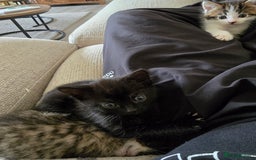 British Shorthair cats for sale: 5 beautiful kittens ready for a new home  - Image 6