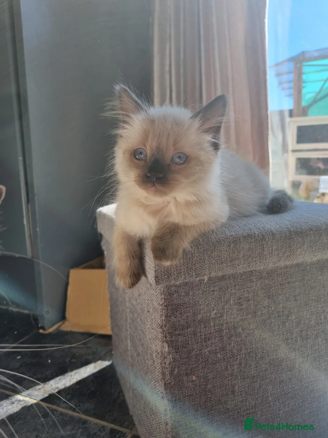 Ragdoll cats for sale: Beautiful ragdoll kitten - Advert 1
