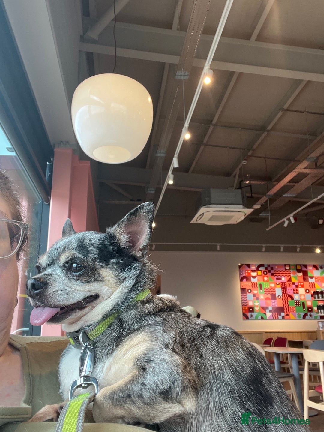 Chihuahua dogs for sale: Merle Chihuahua looking for forever home - Image 3