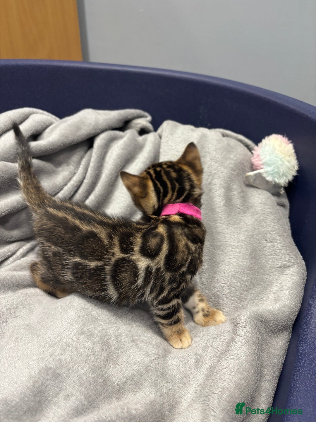 Bengal cats for sale: Amazing brown rosetted Bengal girl kittens - Image 8