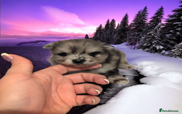 Pomeranian dogs for sale: Teddy Bear poms  - Advert 12