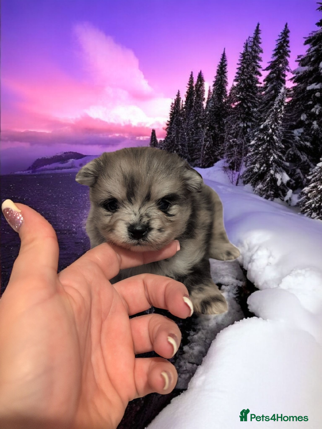 Pomeranian dogs for sale: Teddy Bear poms  - Advert 12