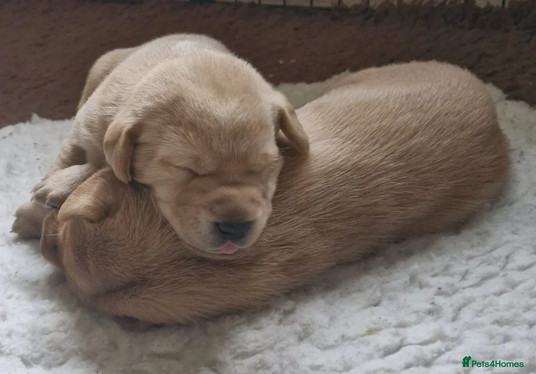 Labrador Retriever dogs for sale: Labrador puppies - Advert 4