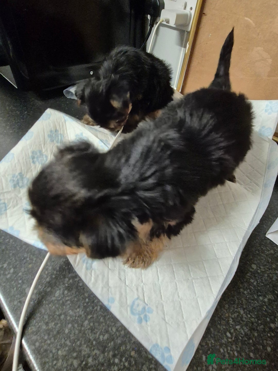 Yorkshire Terrier dogs for sale: 3 beautiful yorkies puppies - Image 7