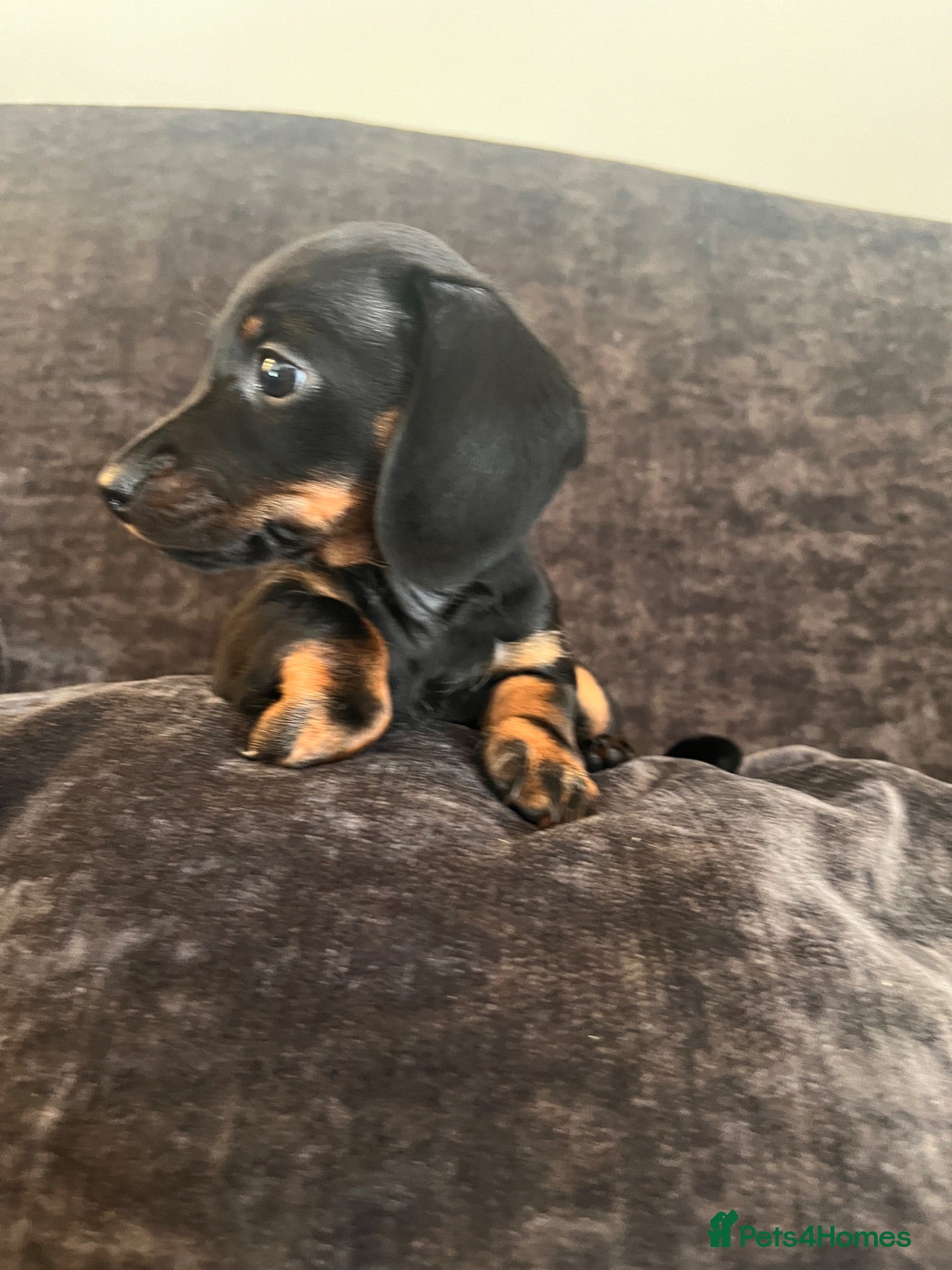 Dachshund dogs Beautiful Female Dachshund Puppies - Advert 1