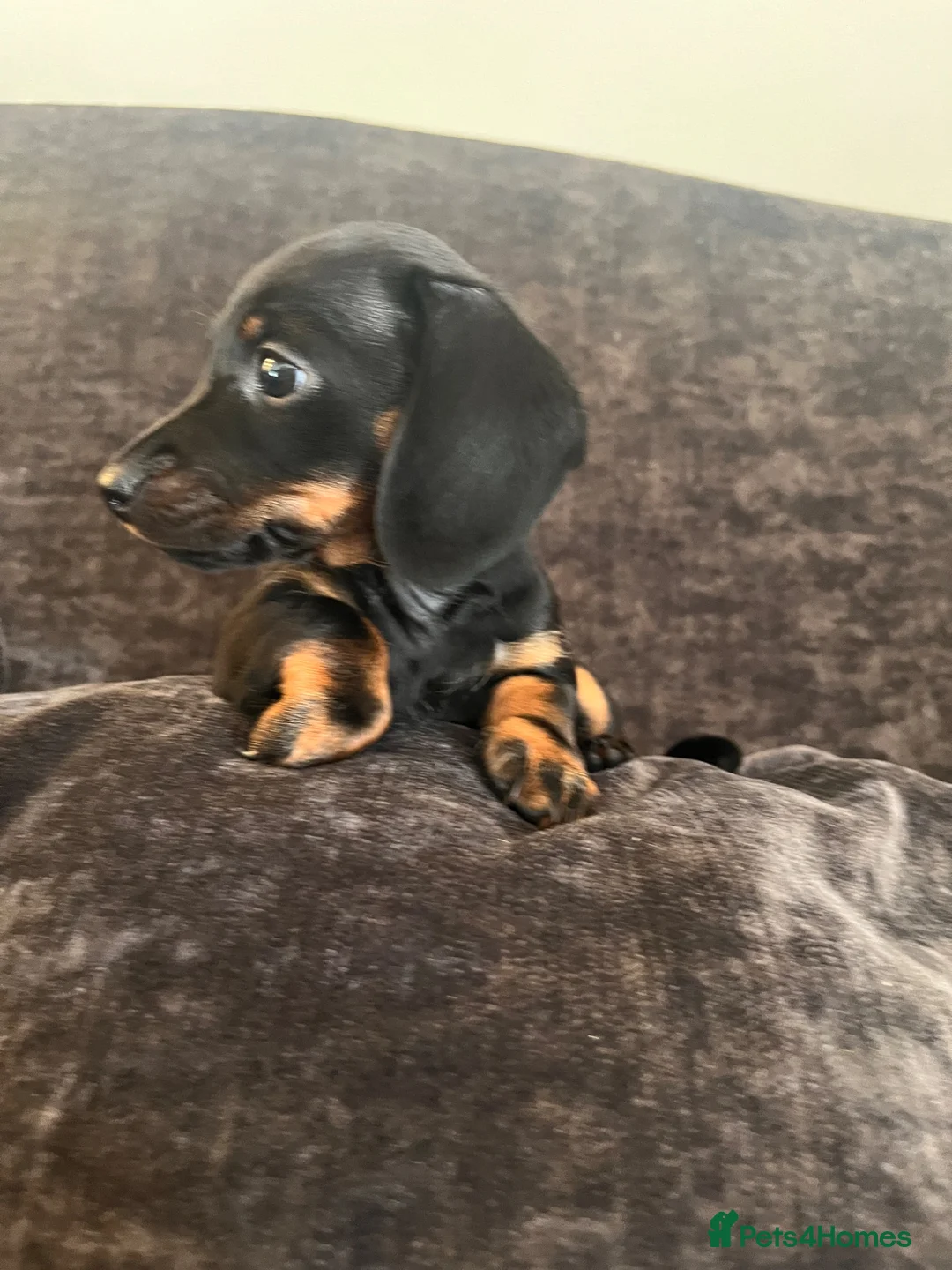 Dachshund dogs for sale: Beautiful Female Dachshund Puppies - Advert 1
