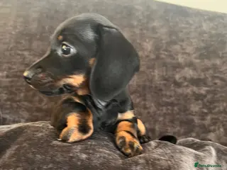 Dachshund dogs Beautiful Female Dachshund Puppies - Advert 1