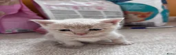 Mixed Breed cats for sale: 3 Beautiful BSH x Ragdoll Kittens in Bournemouth - Advert 5