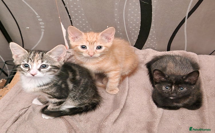 Mixed Breed cats - Advert 1