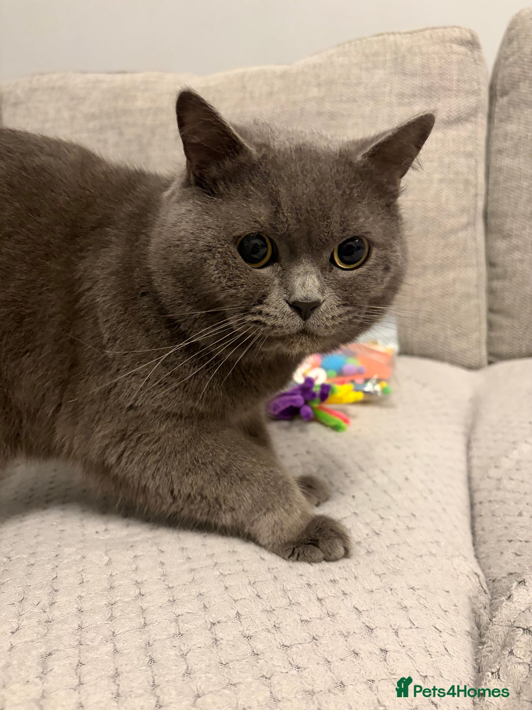 Mixed Breed cats for sale: Adorable Black Kittens - Advert 16