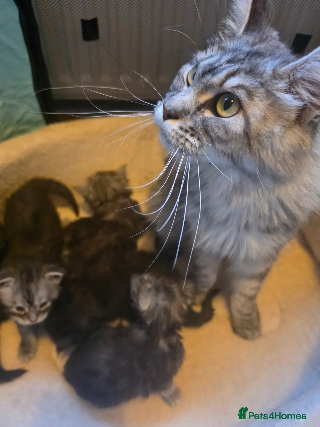 Maine Coon cats for sale: Maine coon kittens  - Advert 2