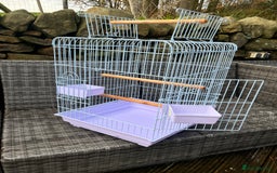 Parrots birds for sale: Blue Fronted Amazon Parrot  - Image 8