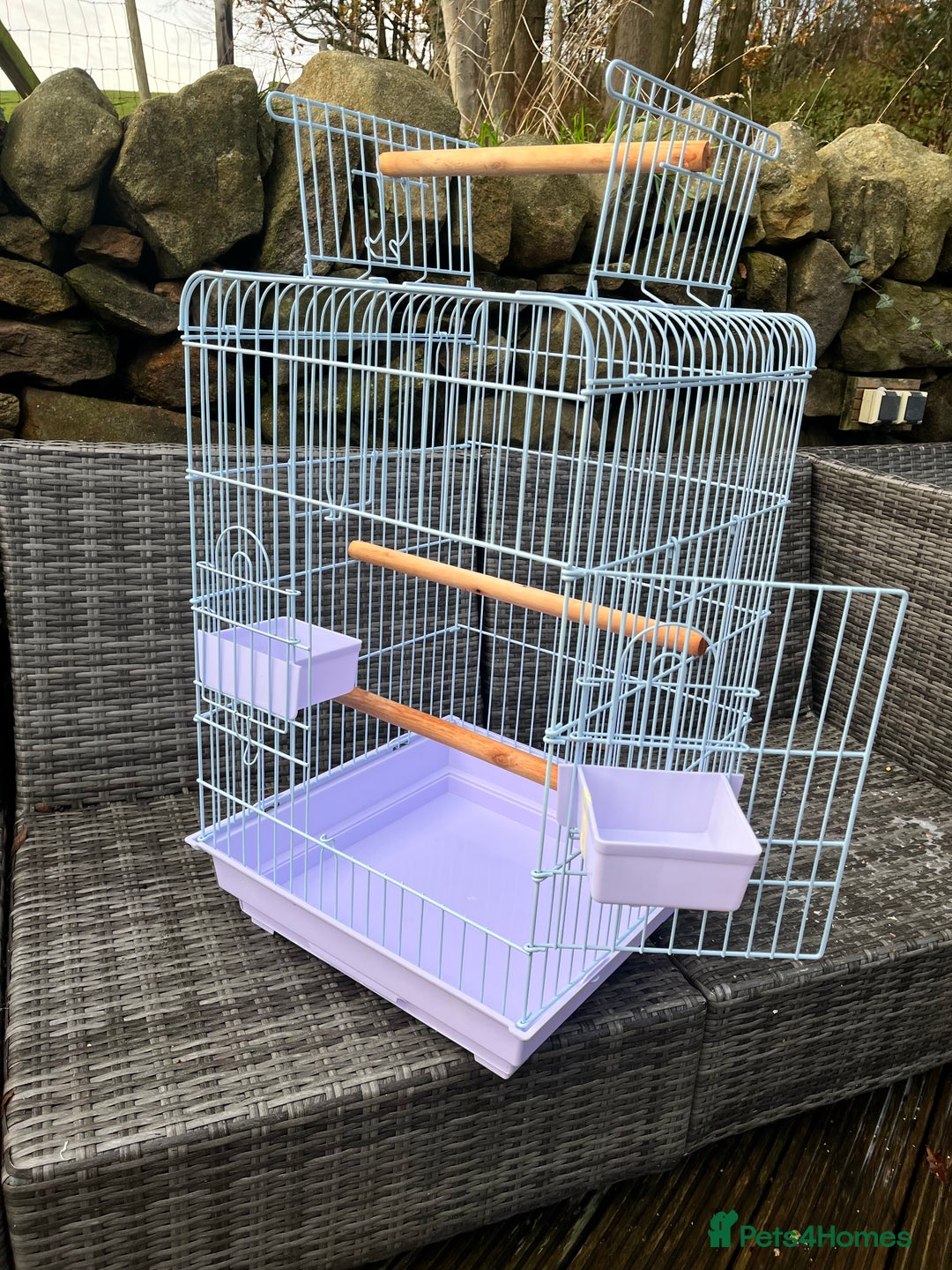 Parrots birds for sale: Blue Fronted Amazon Parrot  - Image 8