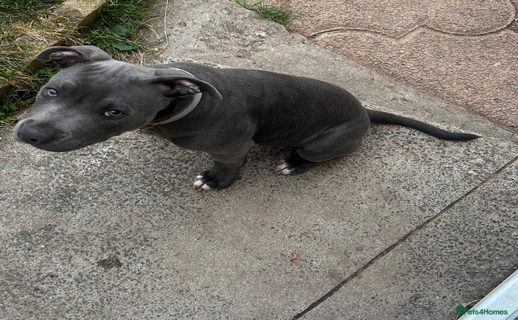 Staffordshire Bull Terrier dogs - Advert 1