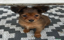 Russian Toy Terrier dogs for sale: Russian Toy puppies from show lines  - Image 7