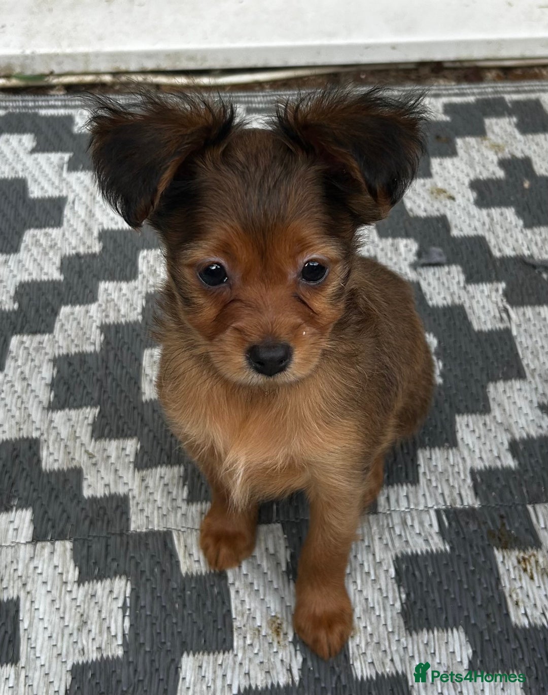 Russian Toy Terrier dogs for sale: Russian Toy puppies from show lines  - Image 7