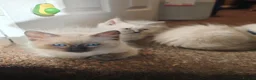 Ragdoll cats for sale: 3 beautiful Ragdoll boys ready forr new homes - Advert 3