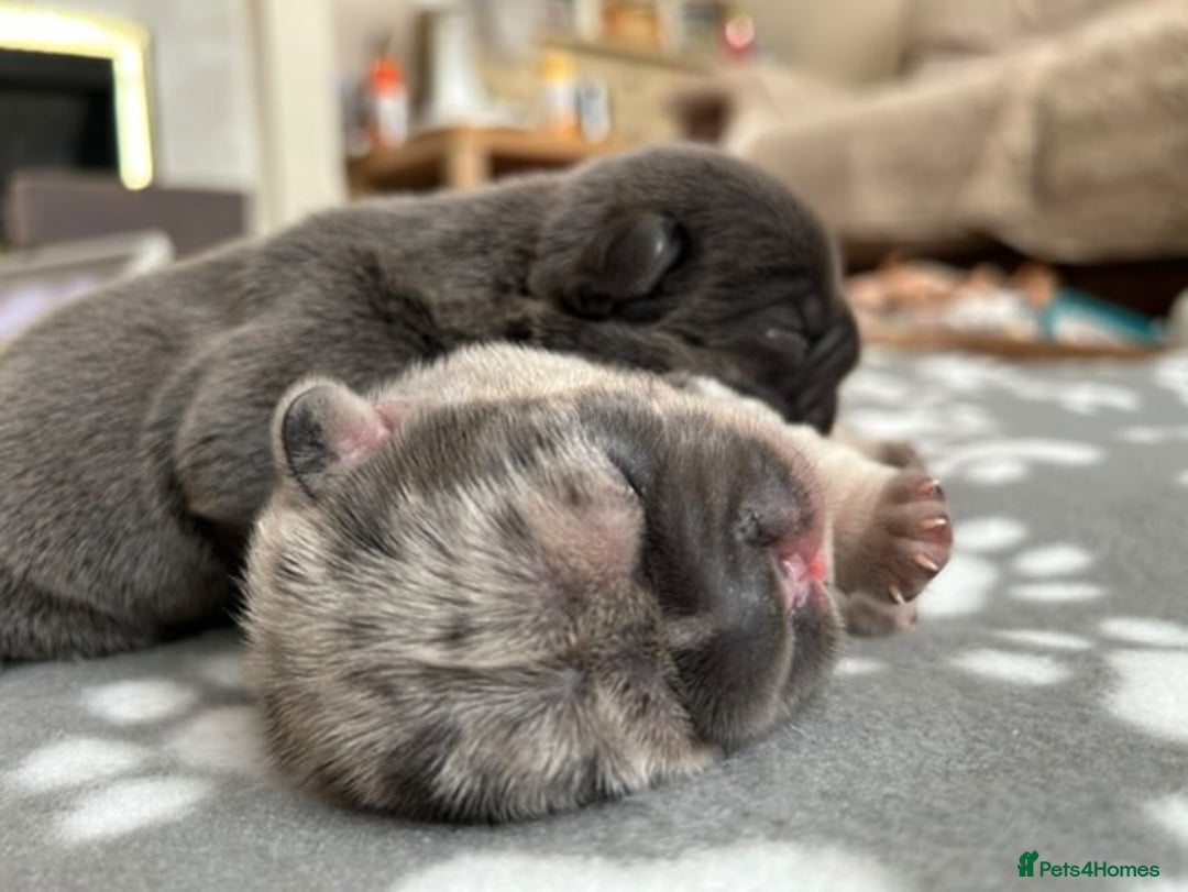 French Bulldog dogs for sale: ⭐️ KC Rope nose frenchies carrying fluffy ⭐️ - Image 11
