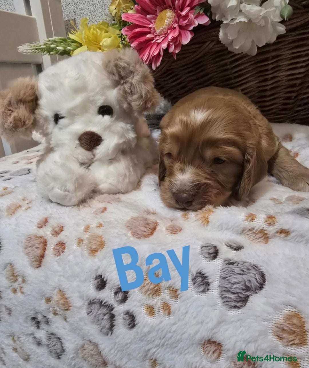 Cockapoo dogs for sale: Health tested cockerpoo F1 pups licensed Breeder  - Advert 6