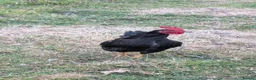 Chickens poultry for sale: Bantam Cockerels Free to Good Homes - Advert 3