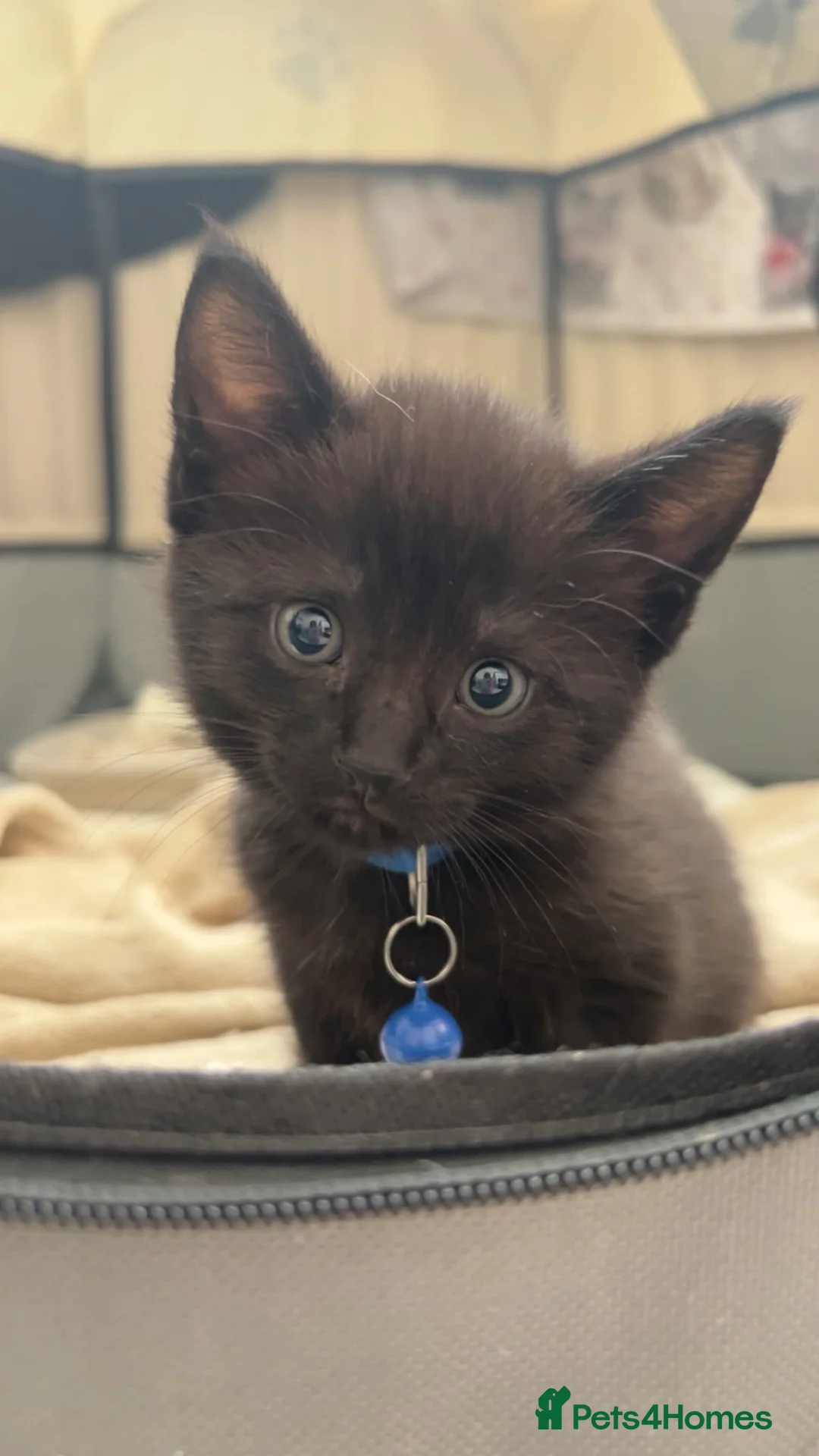 Domestic Shorthair cats for sale: 3 kittens for sale  in Corby - Advert 2